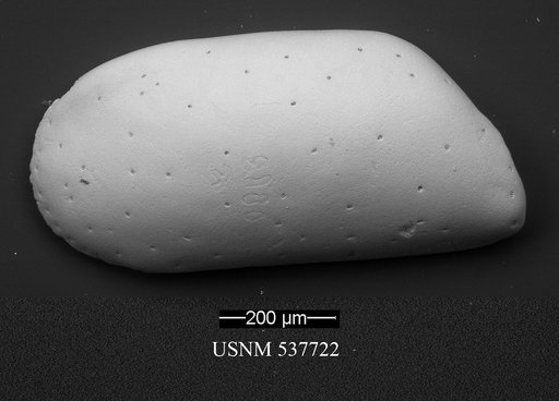 Krithe mazziniae Yasuhara et al., 2009