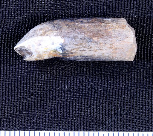Pleurocoelus sp