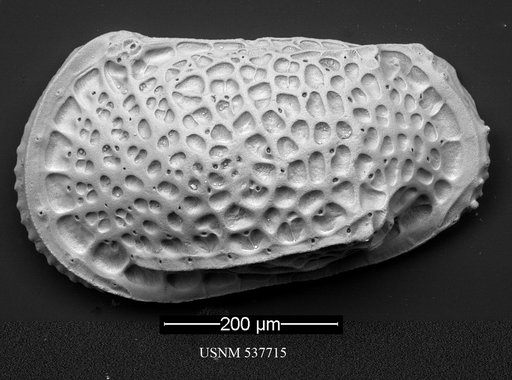 Poseidonamicus hisayoae Yasuhara et al., 2009