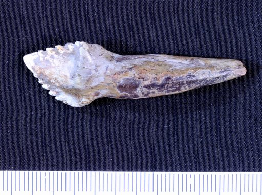 Priconodon crassus Marsh, 1888