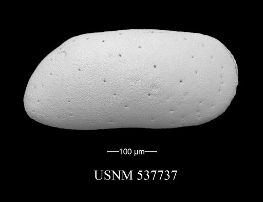Parakrithe sp.
