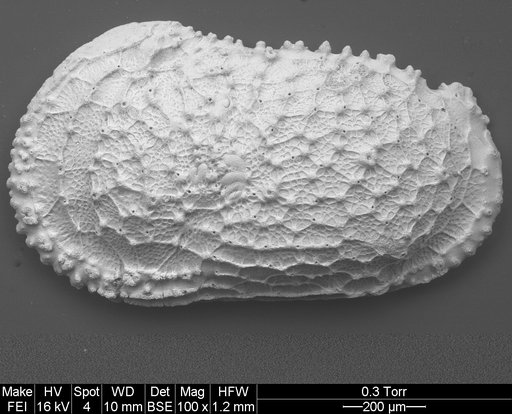Trachyleberis bathymarina Ayress, 1993