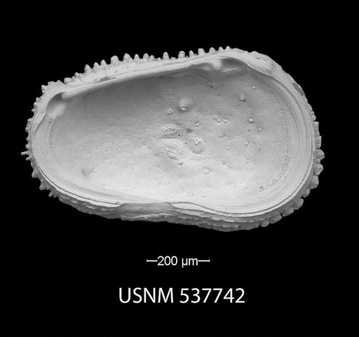 Trachyleberis bathymarina Ayress, 1993