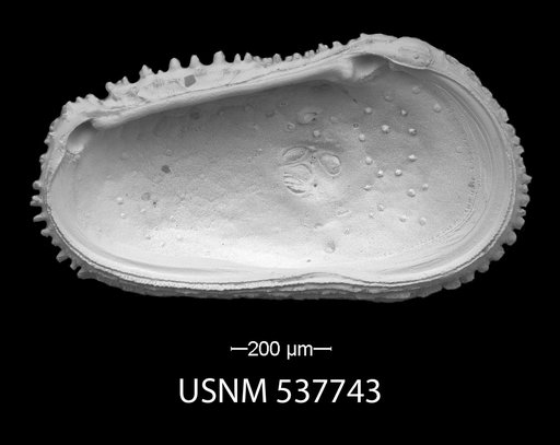 Trachyleberis bathymarina Ayress, 1993