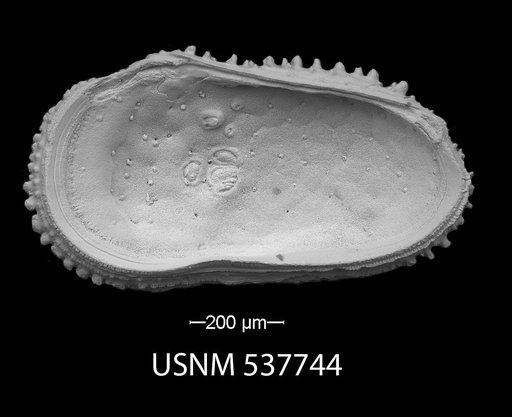 Trachyleberis bathymarina Ayress, 1993