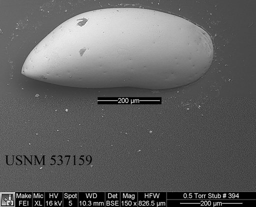 Argilloecia abba Yasuhara et al., 2009