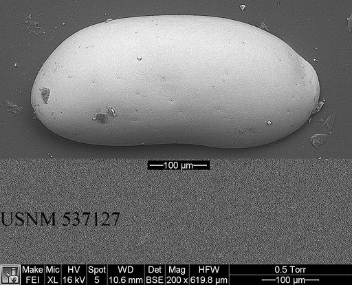 Argilloecia robinwhatleyi Yasuhara et al., 2009