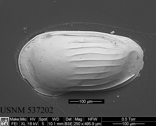 Ruggieriella mcmanusi Yasuhara et al., 2009
