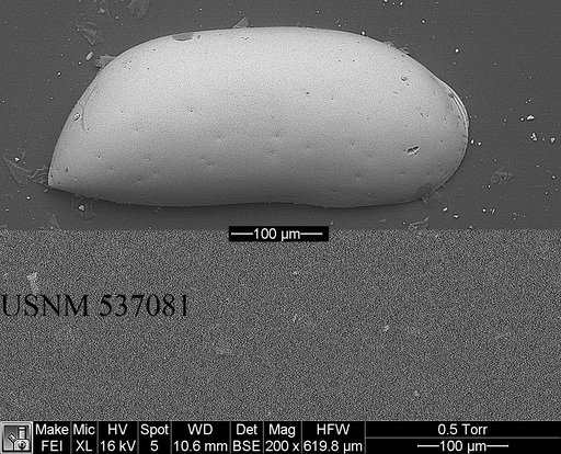 Argilloecia keigwini Yasuhara et al., 2009