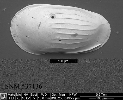 Ruggieriella mcmanusi Yasuhara et al., 2009