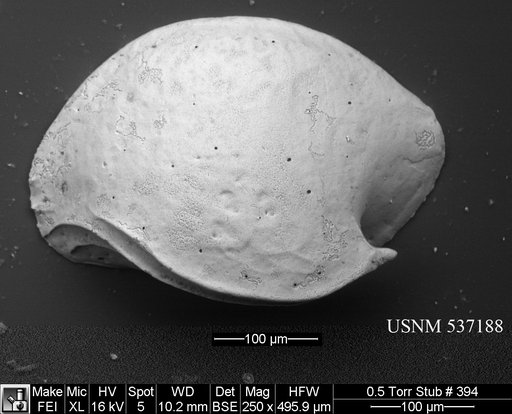 Aversovalva carolinensis Yasuhara et al., 2009