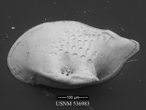 Cytheropteron demenocali Yasuhara et al., 2009