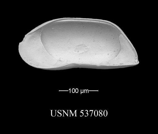 Argilloecia keigwini Yasuhara et al., 2009