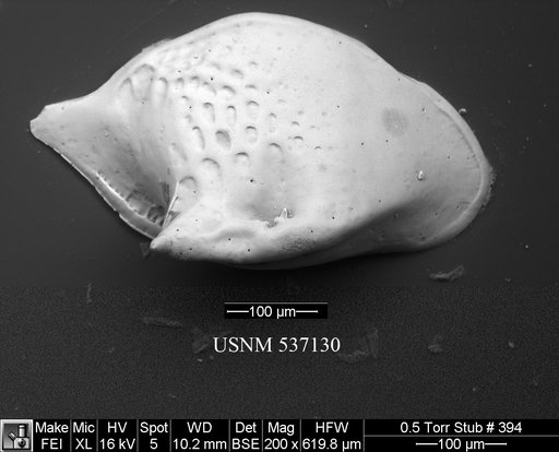 Cytheropteron demenocali Yasuhara et al., 2009