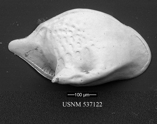 Cytheropteron demenocali Yasuhara et al., 2009