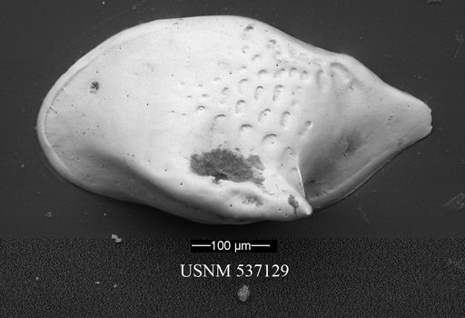 Cytheropteron demenocali Yasuhara et al., 2009