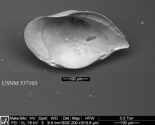 Cytheropteron fugu Yasuhara et al., 2009