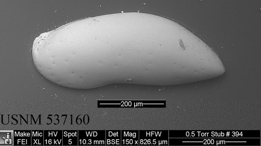 Argilloecia abba Yasuhara et al., 2009