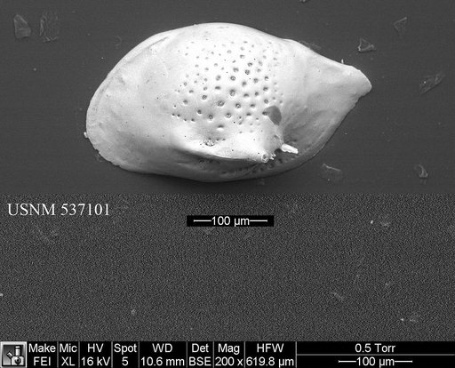 Cytheropteron fugu Yasuhara et al., 2009