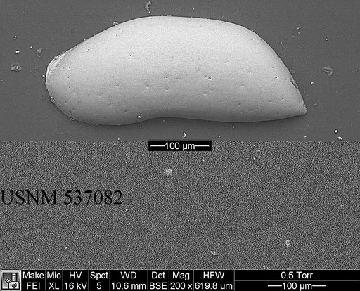 Argilloecia keigwini Yasuhara et al., 2009