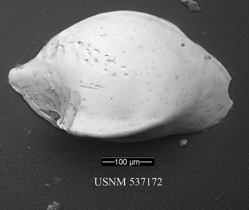 Cytheropteron guerneti Yasuhara et al., 2009