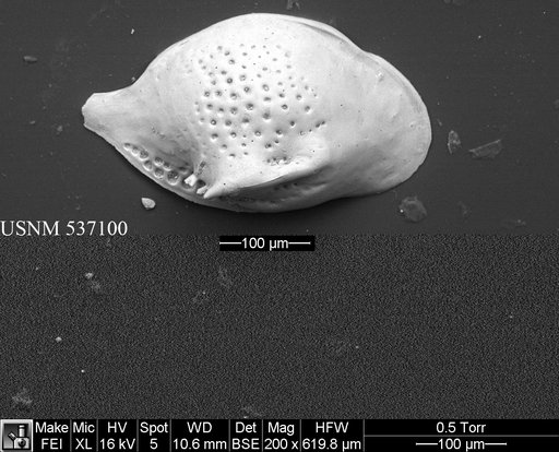 Cytheropteron fugu Yasuhara et al., 2009