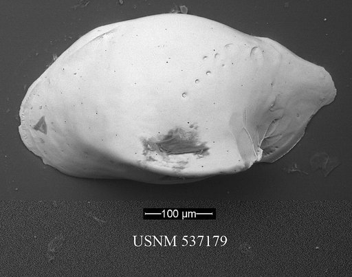 Cytheropteron guerneti Yasuhara et al., 2009