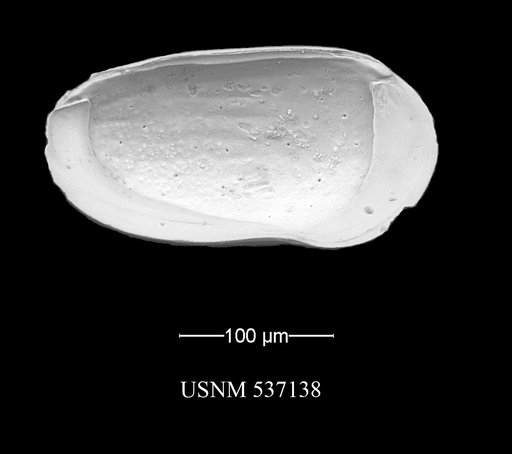 Ruggieriella mcmanusi Yasuhara et al., 2009