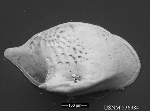 Cytheropteron demenocali Yasuhara et al., 2009