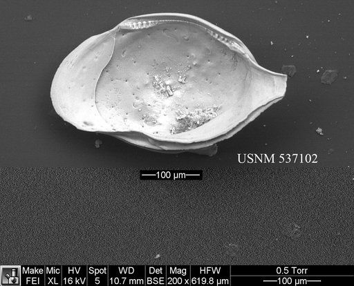 Cytheropteron fugu Yasuhara et al., 2009