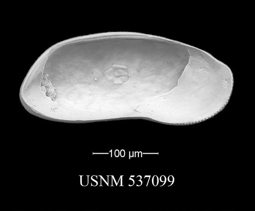 Argilloecia robinwhatleyi Yasuhara et al., 2009