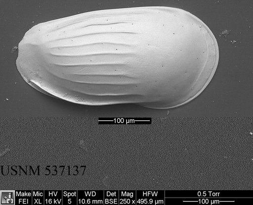 Ruggieriella mcmanusi Yasuhara et al., 2009
