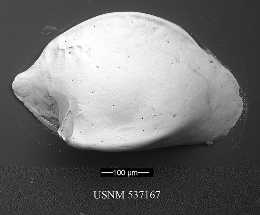 Cytheropteron guerneti Yasuhara et al., 2009