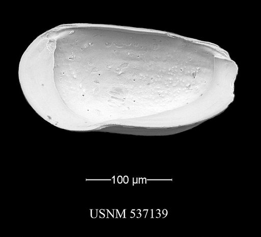 Ruggieriella mcmanusi Yasuhara et al., 2009