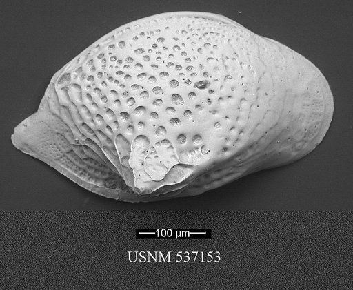 Cytheropteron aielloi Yasuhara et al., 2009
