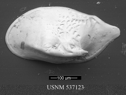 Cytheropteron demenocali Yasuhara et al., 2009