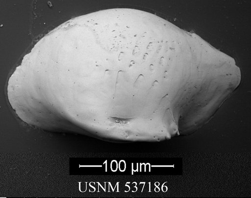 Cytheropteron guerneti Yasuhara et al., 2009