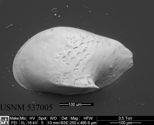 Cytheropteron didieae Yasuhara et al., 2009