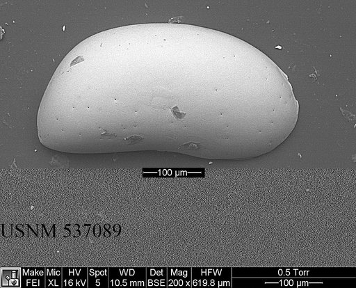 Argilloecia caju Yasuhara et al., 2009