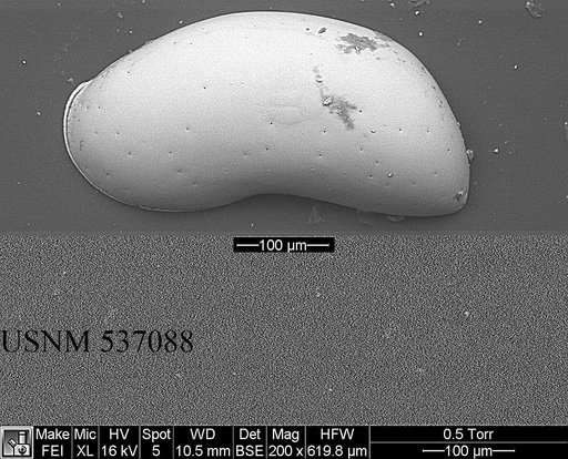 Argilloecia caju Yasuhara et al., 2009
