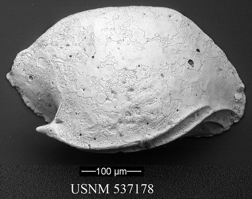 Aversovalva carolinensis Yasuhara et al., 2009
