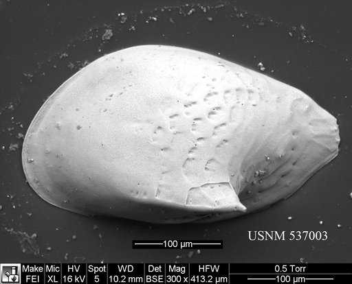 Cytheropteron didieae Yasuhara et al., 2009