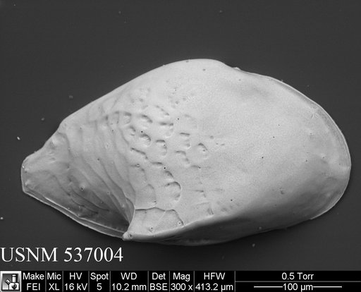 Cytheropteron didieae Yasuhara et al., 2009