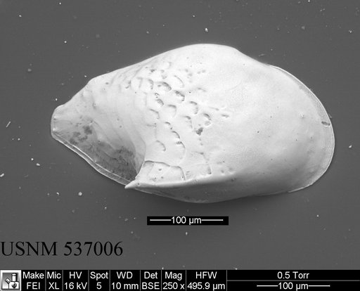 Cytheropteron didieae Yasuhara et al., 2009