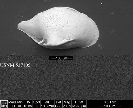 Cytheropteron fugu Yasuhara et al., 2009