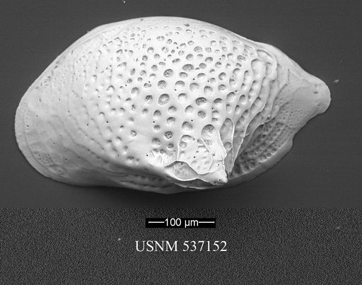 Cytheropteron aielloi Yasuhara et al., 2009