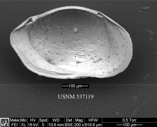 Cytheropteron richardbensoni Yasuhara et al., 2009