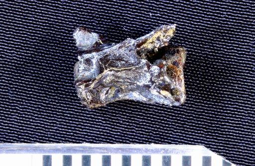Batrachosauroides dissimulans