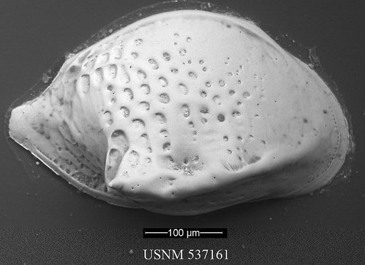 Cytheropteron richarddinglei Yasuhara et al., 2009
