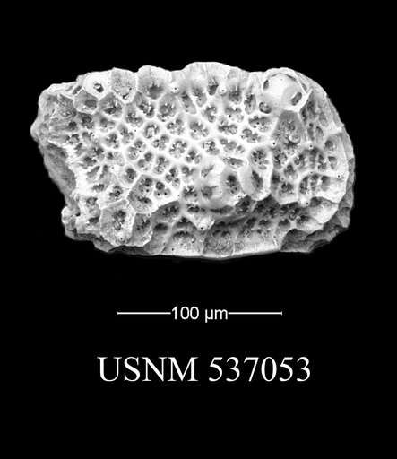 Eucytherura namericana Yasuhara et al., 2009